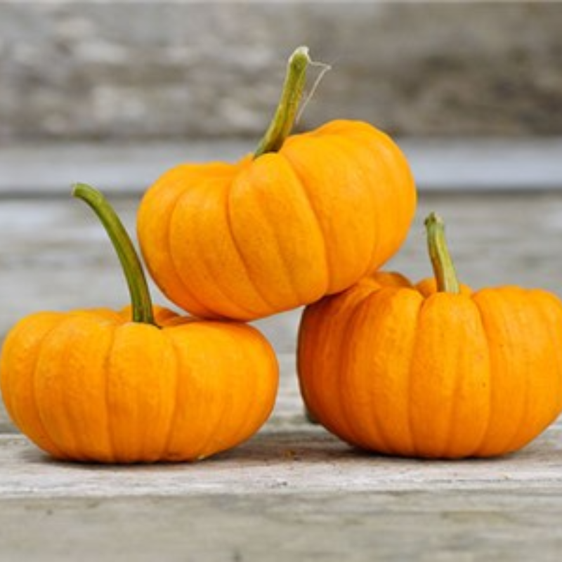 Mini Pumpkin Main Image